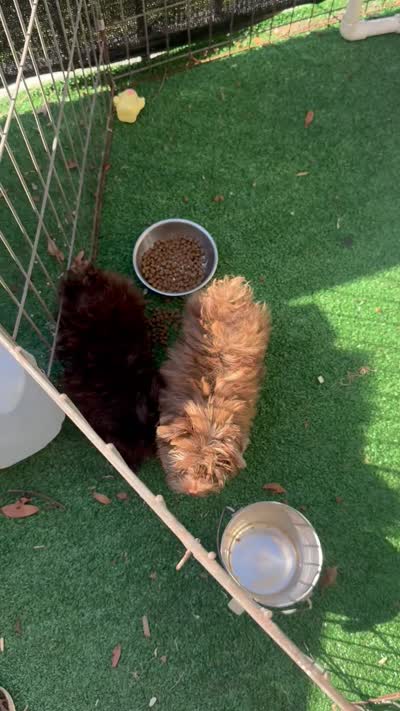 Tipsy, a female Yorkshire Terrier for sale in Deland, FL – 4 of 10