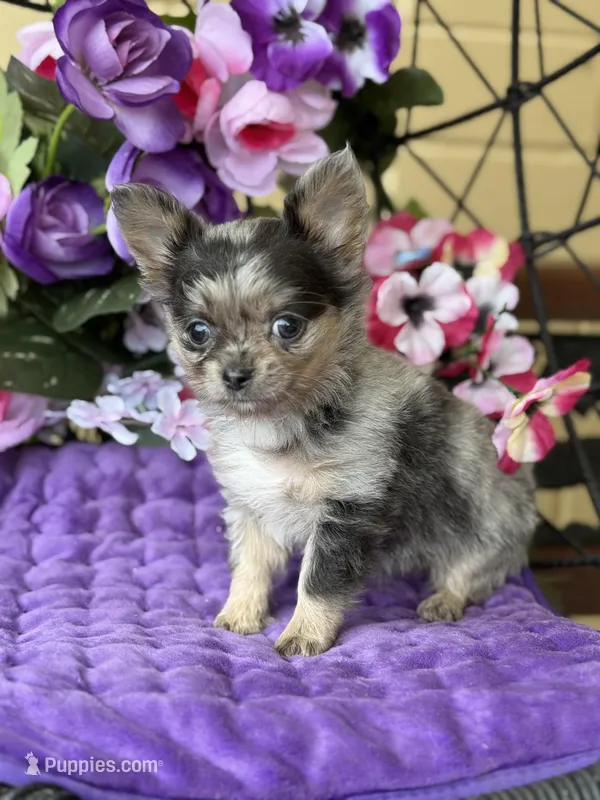 Perfect Priscilla – Chihuahua puppy for sale in Deland, FL