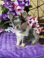 Perfect Priscilla, a female Chihuahua for sale in Deland, FL – Photo 1 of 2