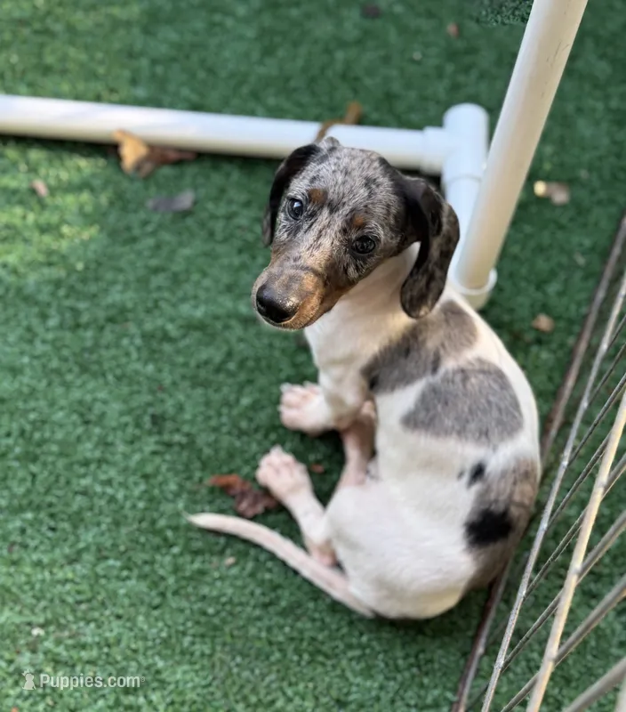 Bam Bam  – Miniature Dachshund puppy for sale in Deland, FL