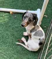 Bam Bam , a male Miniature Dachshund for sale in Deland, FL – 2 of 10