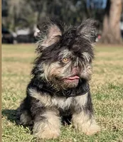 Fluffer  Floodle Nutters , a male French Bulldog for sale in Deland, FL – 4 of 5