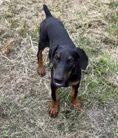 Baby Bellla, a female Doberman Pinscher for sale in Deland, FL – 8 of 8