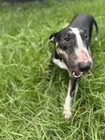 Cookie , a female Bull Terrier for sale in Deland, FL – 2 of 4