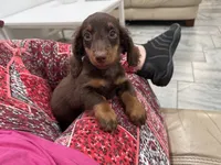 Buster, a male Miniature Dachshund for sale in Deland, FL – 3 of 3