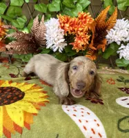 Pixie, a female Miniature Dachshund for sale in Deland, FL – 7 of 10