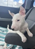Eggy Merle , a male Miniature Bull Terrier for sale in Deland, FL – 4 of 9