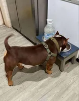 Luca, a male American Bully for sale in Deland, FL – Photo 3 of 3