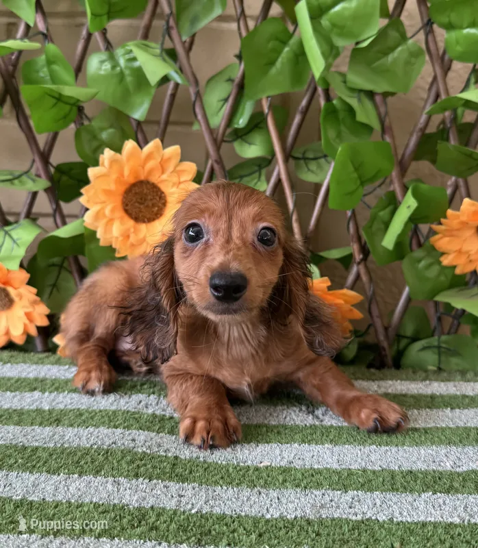 Paisley Long Hair  Dapple  – Miniature Dachshund puppy for sale in Deland, FL