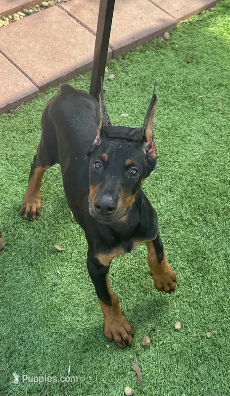 Black Beauty Euro  – Doberman Pinscher puppy for sale in Deland, FL