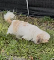 Diamond , a female Shih Tzu for sale in Deland, FL – Photo 2 of 4