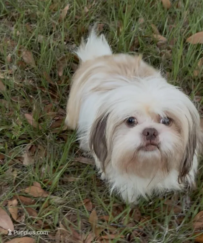 Diamond  – Shih Tzu puppy for sale in Deland, FL