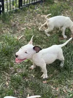 Eggland , a male Miniature Bull Terrier for sale in Deland, FL – 4 of 5