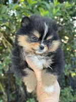 Tiny T T, a female Pomeranian for sale in Deland, FL – Photo 7 of 9