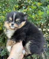 Tiny T T, a female Pomeranian for sale in Deland, FL – Photo 9 of 9