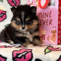 Tiny T T, a female Pomeranian for sale in Deland, FL – Photo 2 of 9