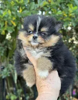 Tiny T T, a female Pomeranian for sale in Deland, FL – Photo 6 of 9