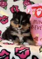 Tiny T T, a female Pomeranian for sale in Deland, FL – Photo 3 of 9