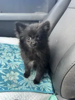 PomPom , a female Pomeranian for sale in Deland, FL – 4 of 4