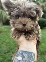 Cappi Jr , a male Yorkshire Terrier for sale in Deland, FL – 6 of 6