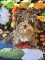 Cappi , a male Yorkshire Terrier for sale in Deland, FL – 8 of 8