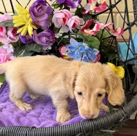 Stela, a female Miniature Dachshund for sale in Deland, FL – 5 of 7