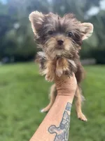 Tiny Tina Turner, a female Yorkshire Terrier for sale in Deland, FL – 3 of 7