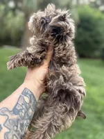 Cappi Jr , a male Yorkshire Terrier for sale in Deland, FL – 4 of 6