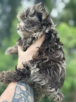 Merlita , a female Yorkshire Terrier for sale in Deland, FL – 7 of 7