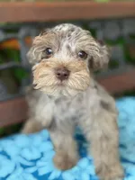 Freckles Toy Size , a female Miniature Schnauzer for sale in Deland, FL – 1 of 7