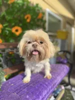 Nemo, a male Shih Tzu for sale in Deland, FL – 4 of 5