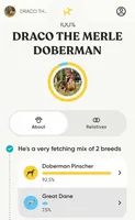 Doja, a female Doberman Pinscher for sale in Deland, FL – 2 of 10