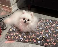 Yoshi, a male Pomeranian for sale in Deland, FL – 2 of 2