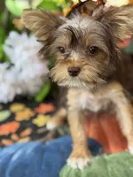 Baby Tina , a female Yorkshire Terrier for sale in Deland, FL – 6 of 8
