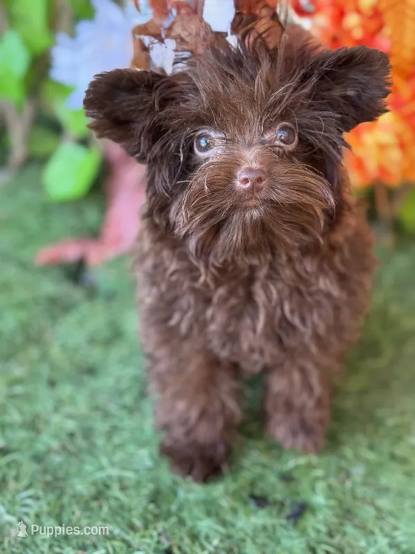 Bitter Chocolate  – Yorkshire Terrier puppy for sale in Deland, FL