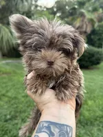 Cappi Jr , a male Yorkshire Terrier for sale in Deland, FL – 3 of 6