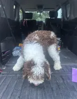 Charlie , a male Miniature Bernedoodle for sale in Deland, FL – 4 of 4