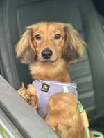 Bella  Red Dapple , a female Miniature Dachshund for sale in Deland, FL – 6 of 8
