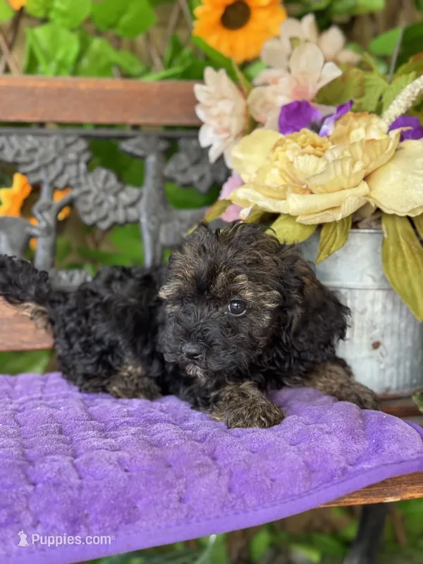 Mystque  – Poodle - Toy , Miniature Bernedoodle puppy for sale in Deland, FL