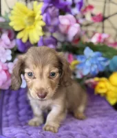 Sweet Tooth, a female Miniature Dachshund for sale in Deland, FL – 6 of 8