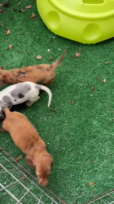 Bella  Red Dapple , a female Miniature Dachshund for sale in Deland, FL – 8 of 8