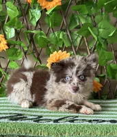 Pippen, a male Pomsky for sale in Deland, FL – 4 of 4