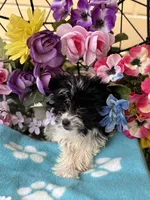 Pablo , a male Yorkshire Terrier for sale in Deland, FL – 5 of 9