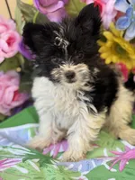 Pablo , a male Yorkshire Terrier for sale in Deland, FL – Photo 1 of 4