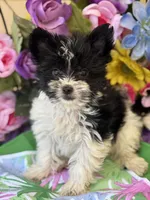 Pablo , a male Yorkshire Terrier for sale in Deland, FL – Photo 4 of 4