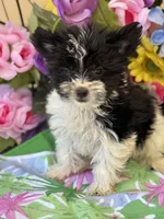 Pablo , a male Yorkshire Terrier for sale in Deland, FL – Photo 3 of 4