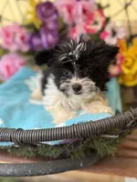 Pablo , a male Yorkshire Terrier for sale in Deland, FL – 4 of 9