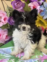 Pablo , a male Yorkshire Terrier for sale in Deland, FL – Photo 2 of 4