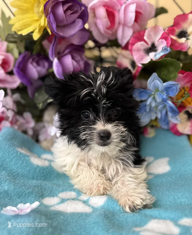 Pablo  – Yorkshire Terrier puppy for sale in Deland, FL