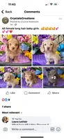 Stela, a female Miniature Dachshund for sale in Deland, FL – 4 of 7